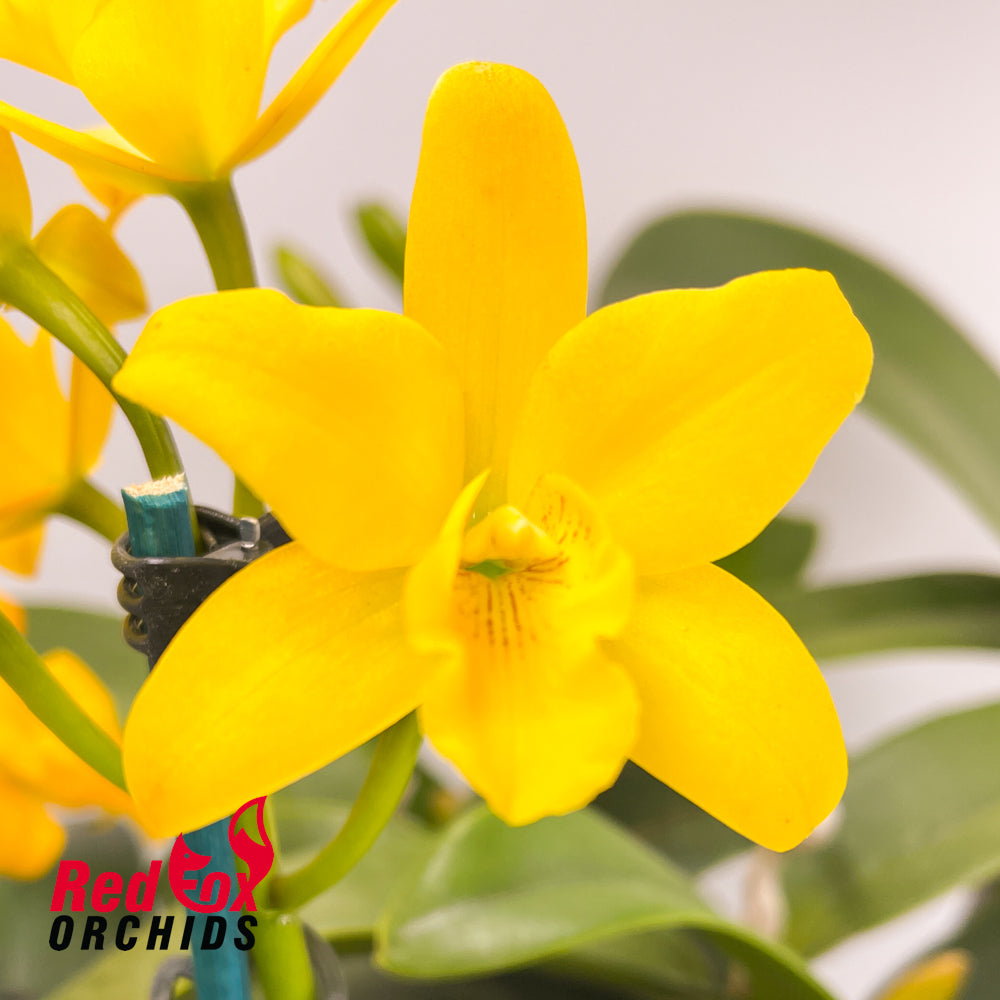 Sophrolaeliocattleya Topaz Exalt 'Perfect Yellow' X Slc. Highland Bauble 'V.G. Yellow'