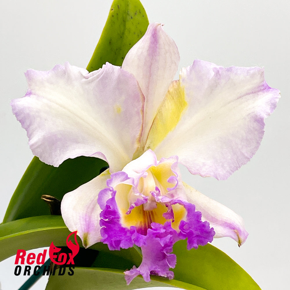Brassocattleya Charm 'Carmela' x Rhyncholaeliocattleya Roy Maidment 'Good Yellow'