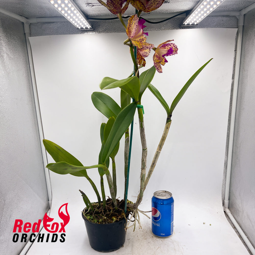 Laeliocattleya Jungle Queen x Potinara Deceprion Variable 'Good Yellow'