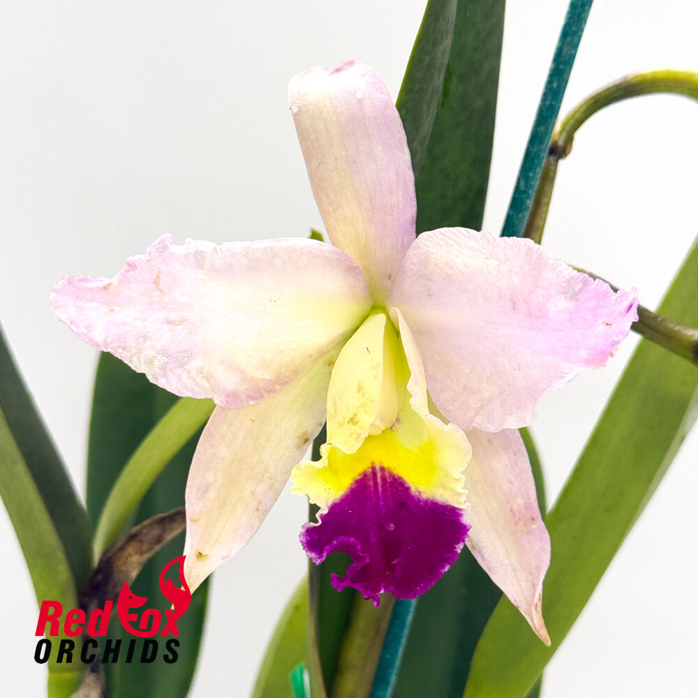 Brassolaeliocattleya Haw Yuan Beauty 'Hong' X C. Horace