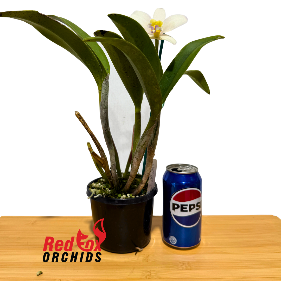 Brassolaeliocattleya Topaz Suitor