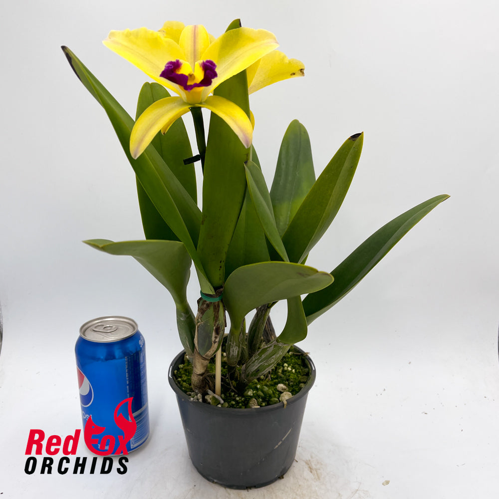 Brassolaeliocattleya Topaz Impact (VG Yellow & Purple) X Blc. (California Girl X Susan Holcombe)