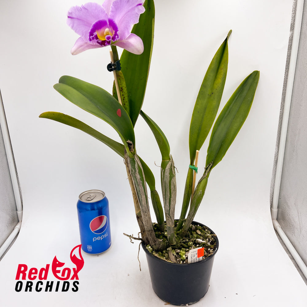 Brassolaeliocattleya Topaz Impact X Blc. (Mari's Song X Dal's Monarch) 'Big Hot Splash'