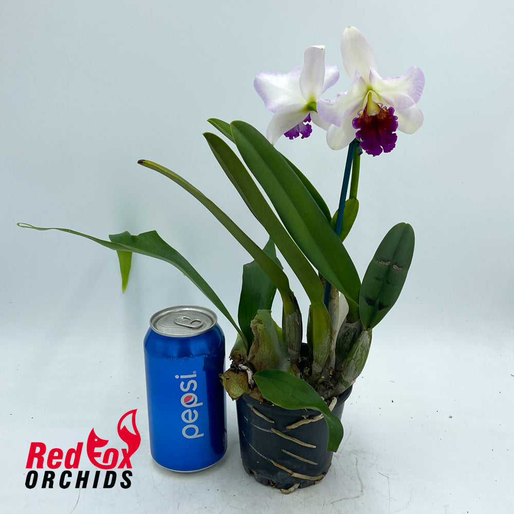 Brassolaeliocattleya Love Sound 'Dogashima' X Lc. Supersonic 'Striking Lip'