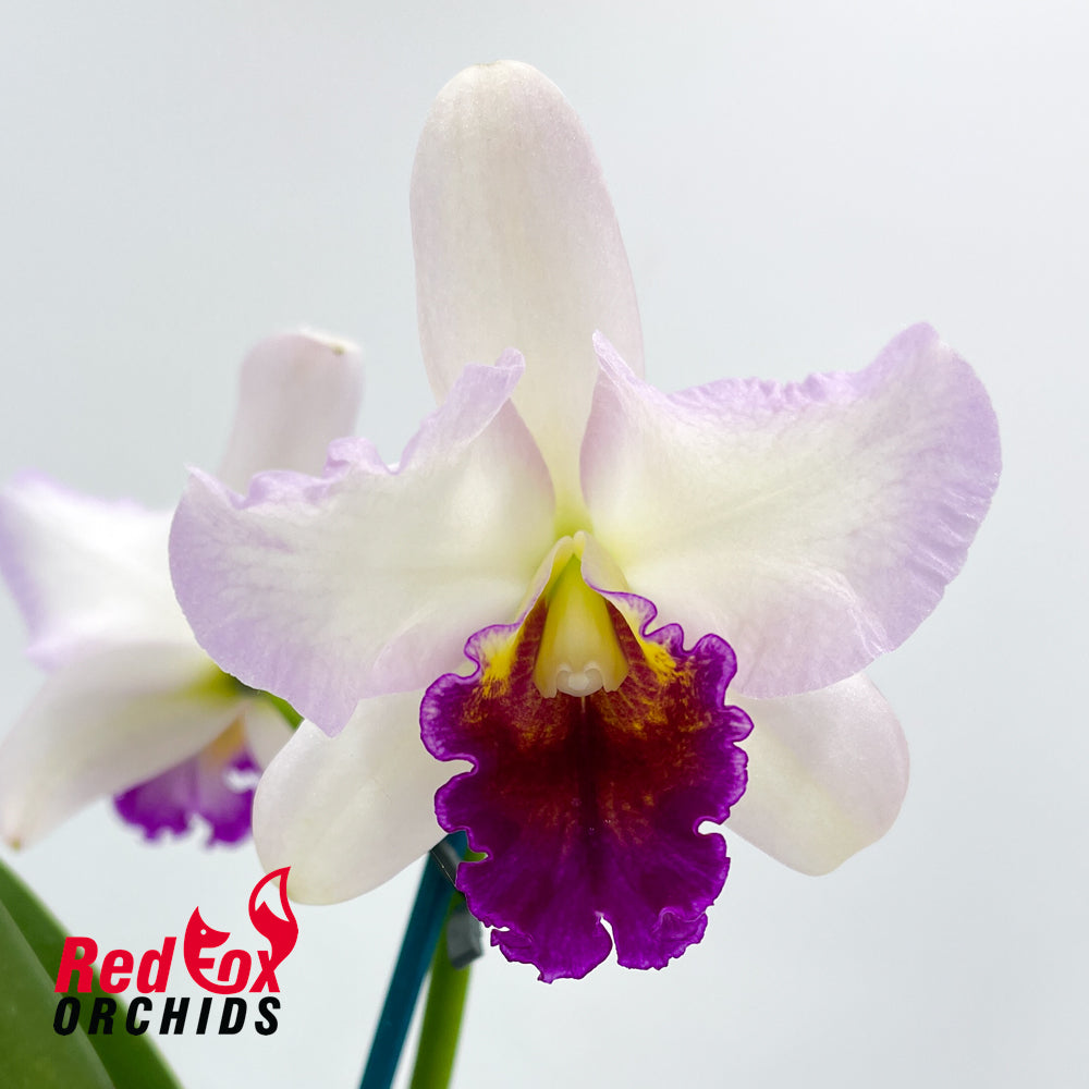 Brassolaeliocattleya Love Sound 'Dogashima' X Lc. Supersonic 'Striking Lip'