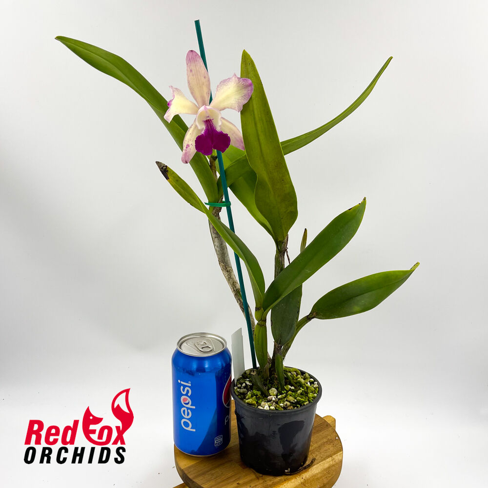 Laeliocattleya Jungle Queen x Potinara Little Toshie 'Golden Dream'