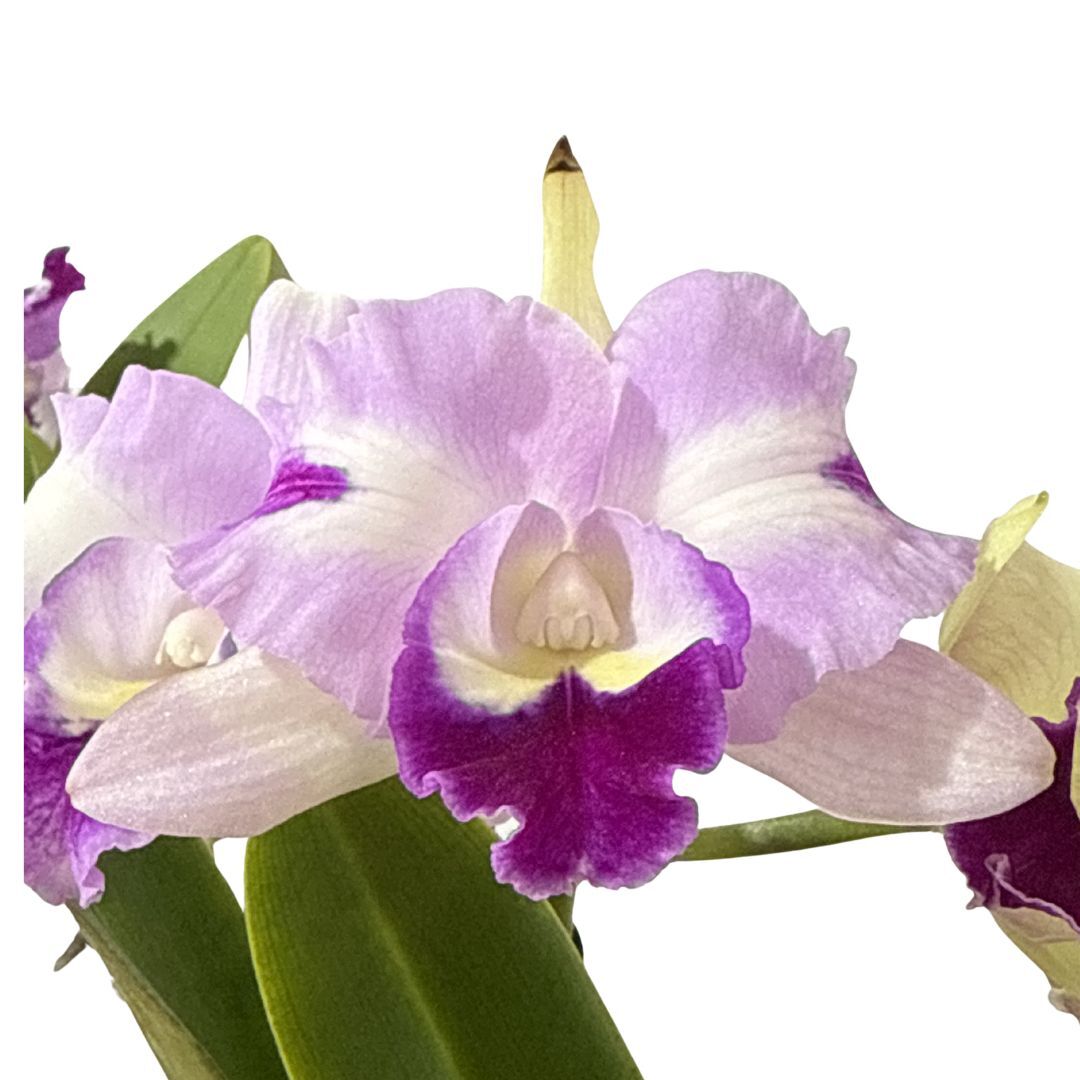 Brassolaeliocattleya QOS 80th Anniversary 'Super SA Splash Pot' x Laeliocattleya Supersonic