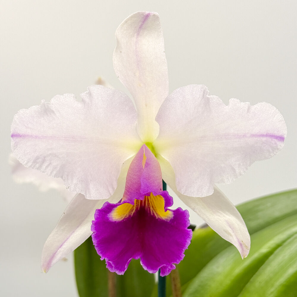 Brassolaeliocattleya QOS 80th Anniversary x Memoria Anna Balmores 'Convex'