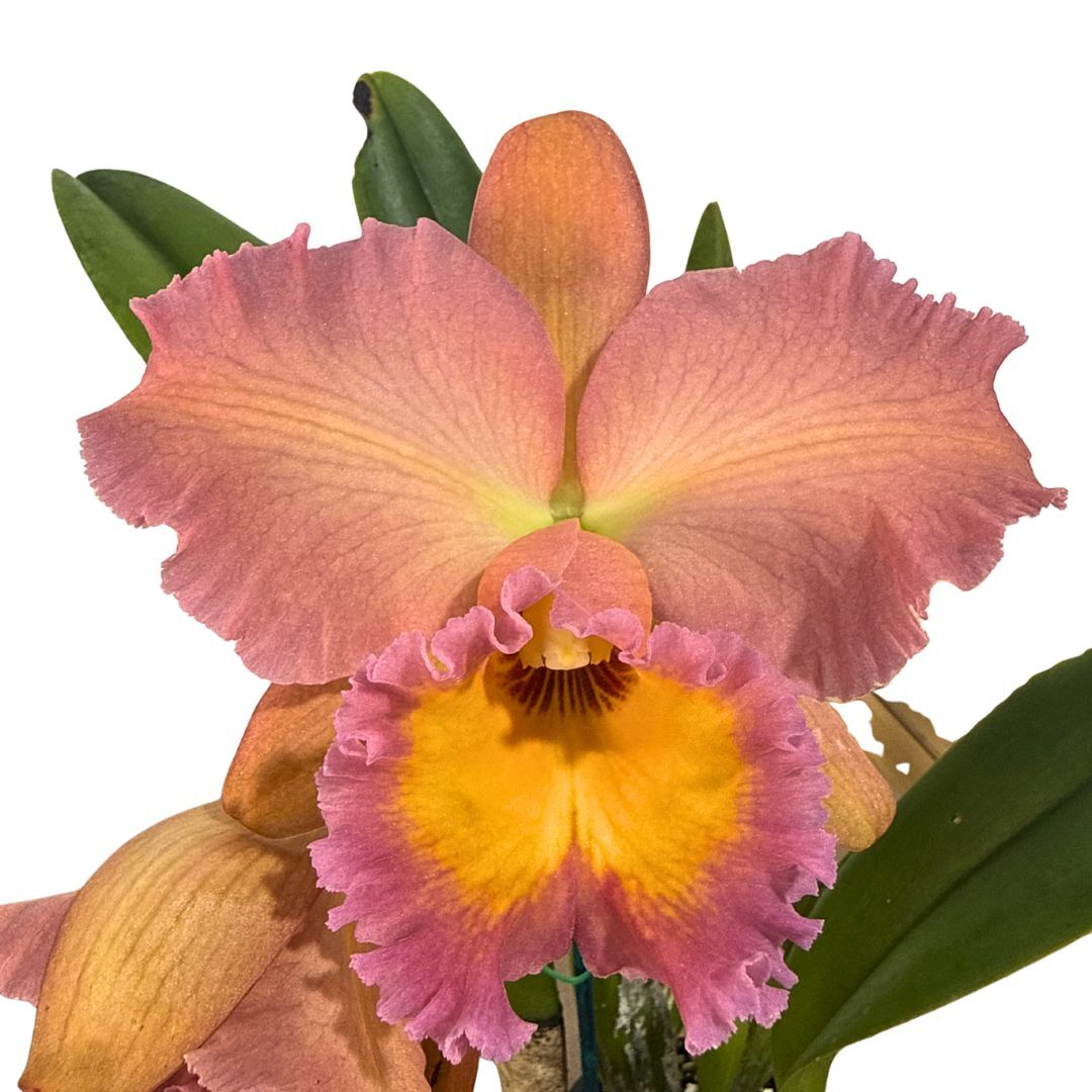 Brassolaeliocattleya Topaz Georgie Girl 'Clear Yellow' X Blc. Brunswick Gem 'Coral'