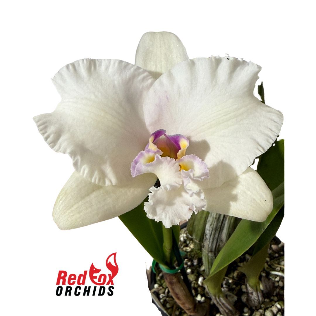 Brassolaeliocattleya Toshie's Magic X Aussie Sunset) X Blc. George King 'Southern Cross'