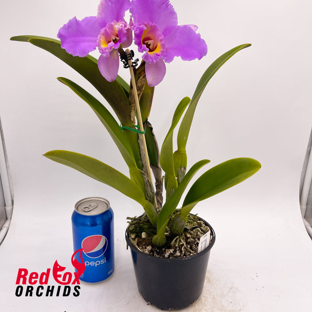 Brassocattleya Donna Kimura 'Paradise Tami' X Blc. Brunswick Gem 'Coral'