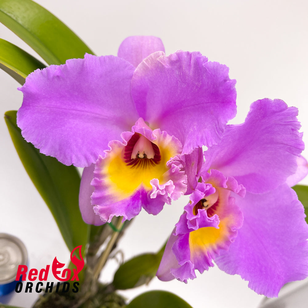 Brassocattleya Donna Kimura 'Paradise Tami' X Blc. Brunswick Gem 'Coral'