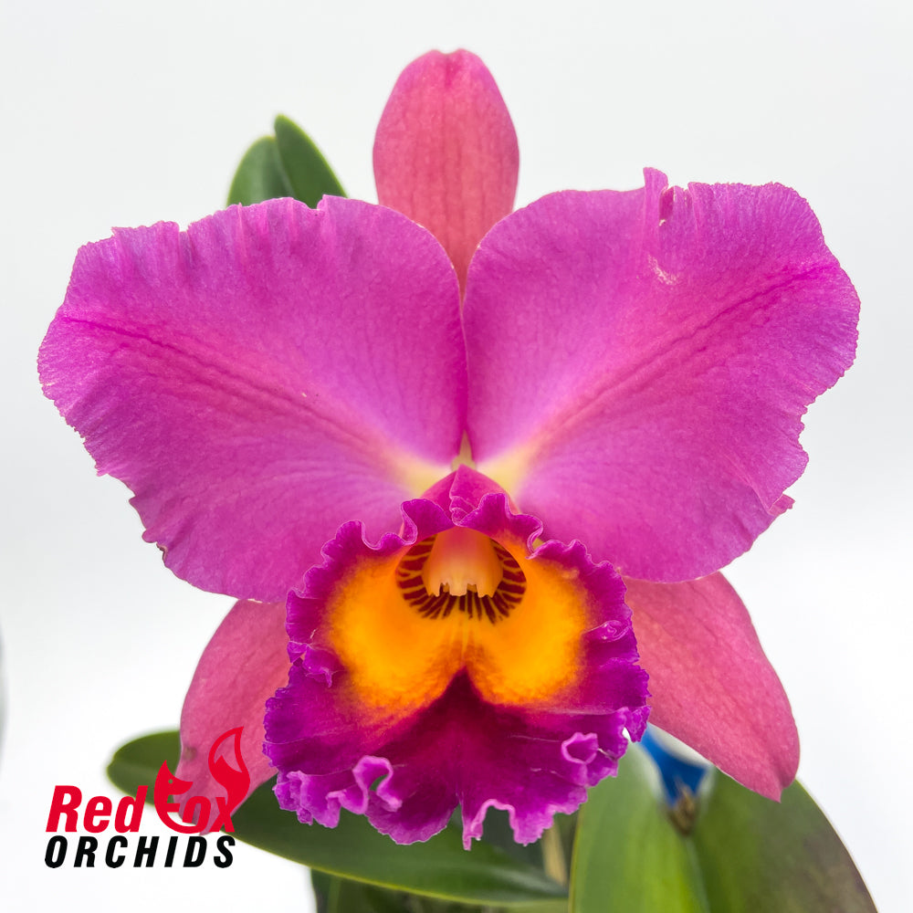 Rhyncholaeliocattleya Topaz Coral