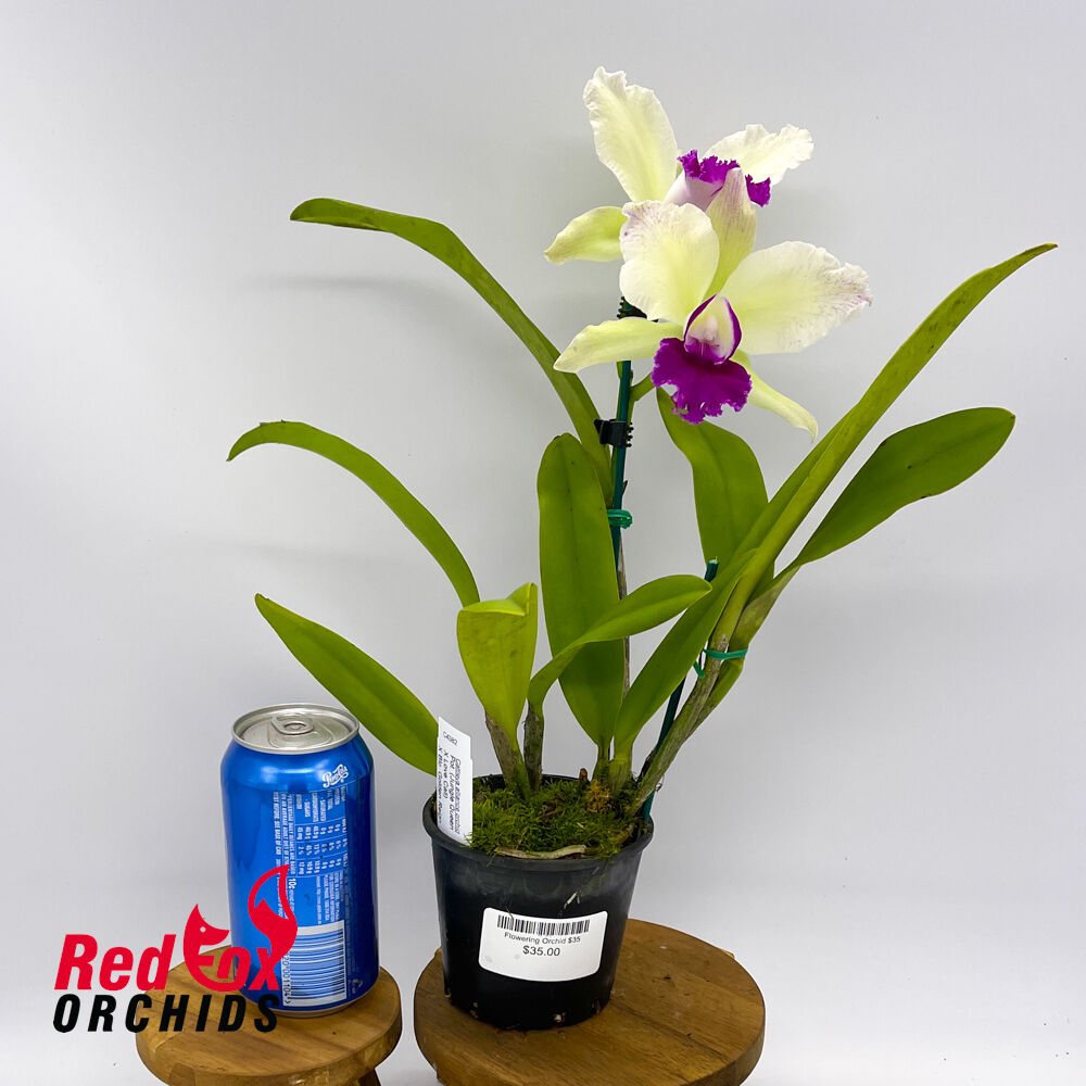 Potinara (Jungle Queen X Love Call) X Blc. Golden Reign