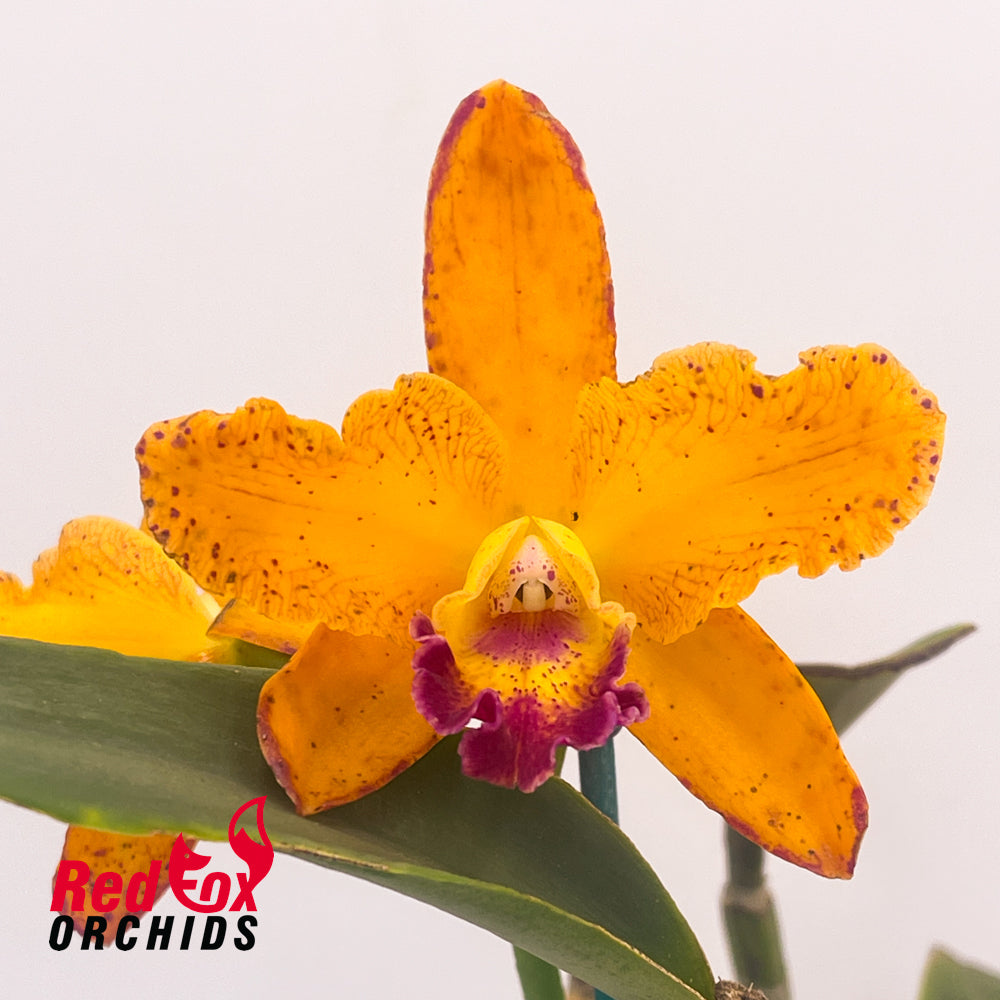Laeliocattleya Susan Holcombe 'Jaffa' X Blc. (Donna Kimura X Susan Holcombe)
