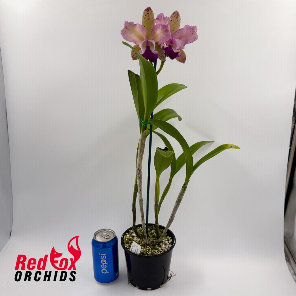 Cattleya intermedia 'Giant Splash' X Blc. Deception Grace
