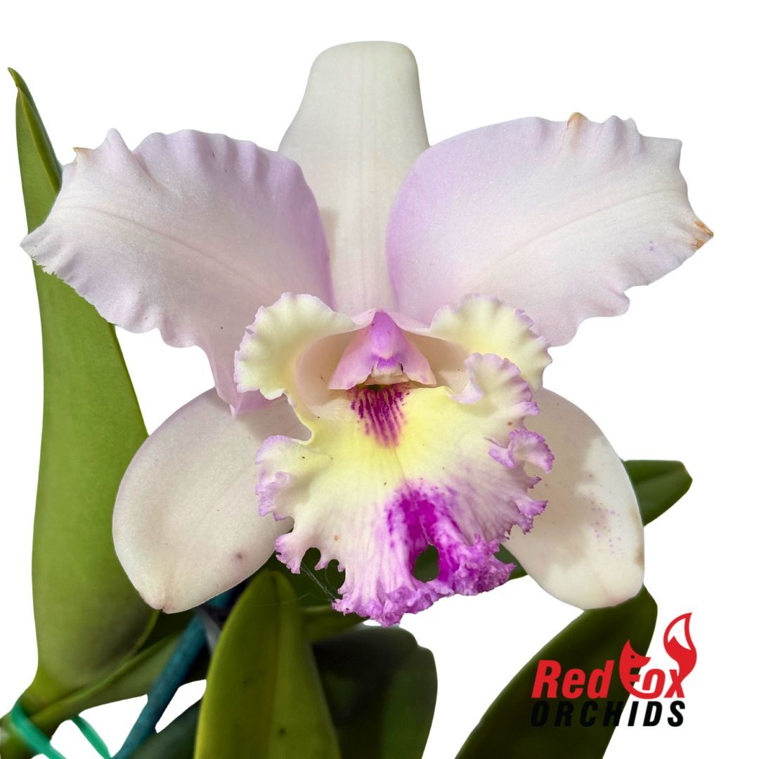 Cattleya intermedia 'Super Feb' X Blc. Deception Grace