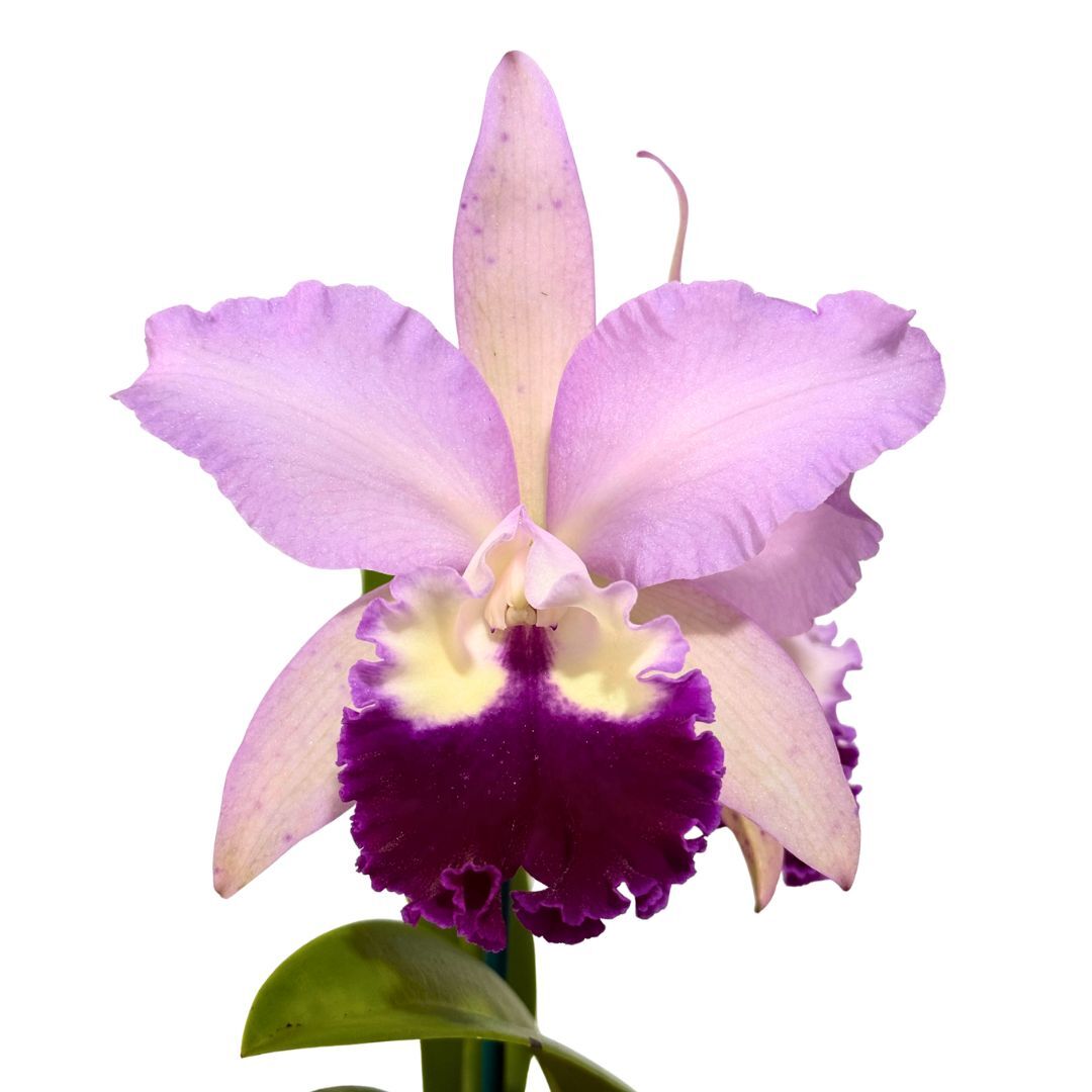 Cattleya Horace X Blc. Marg Putman (4n)