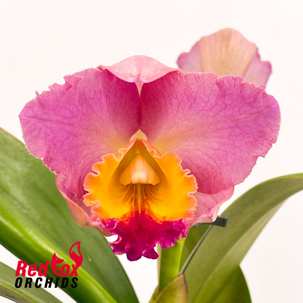 Sophrocattleya Dal's Tradition 'Moonshine' X Blc. Deception Grace 'VG Copper'