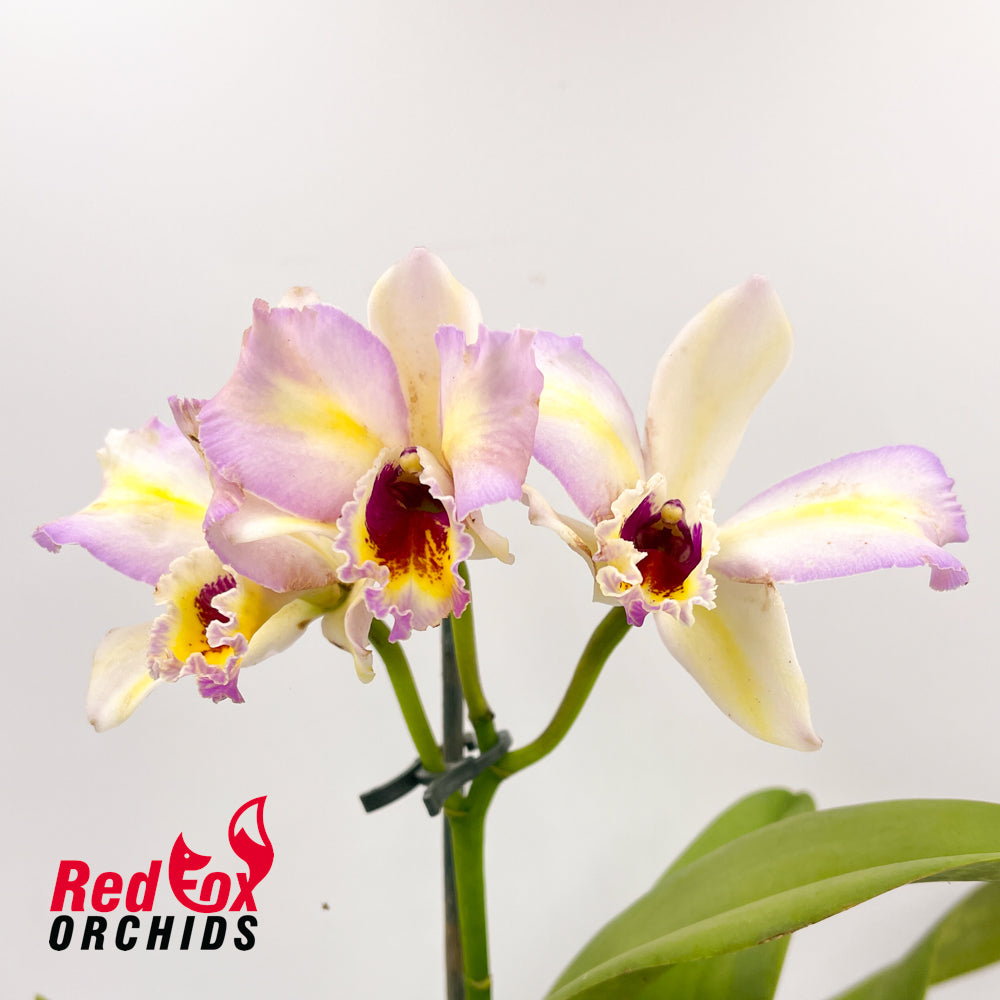 Brassolaeliocattleya Love Sound X Lc. Topaz Fancy