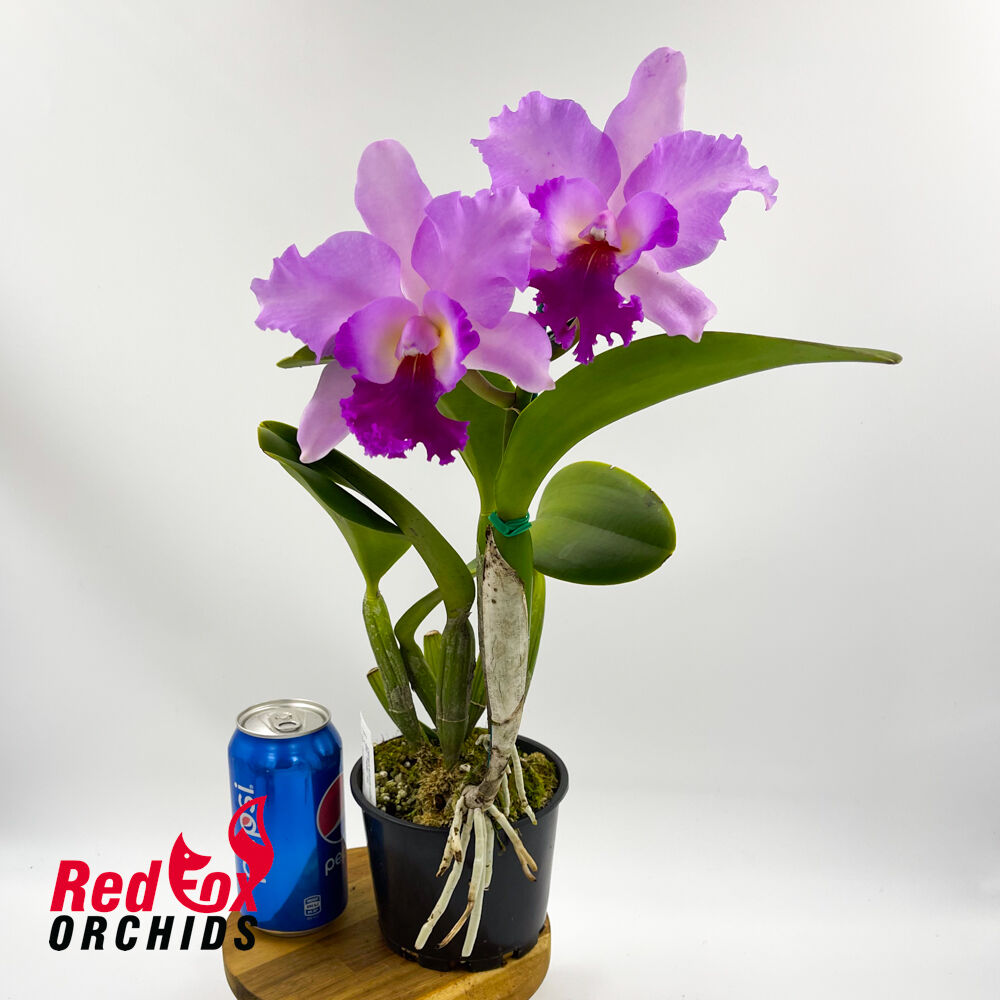 Rhyncholaeliocattleya Topaz Joy x Golden Majestic