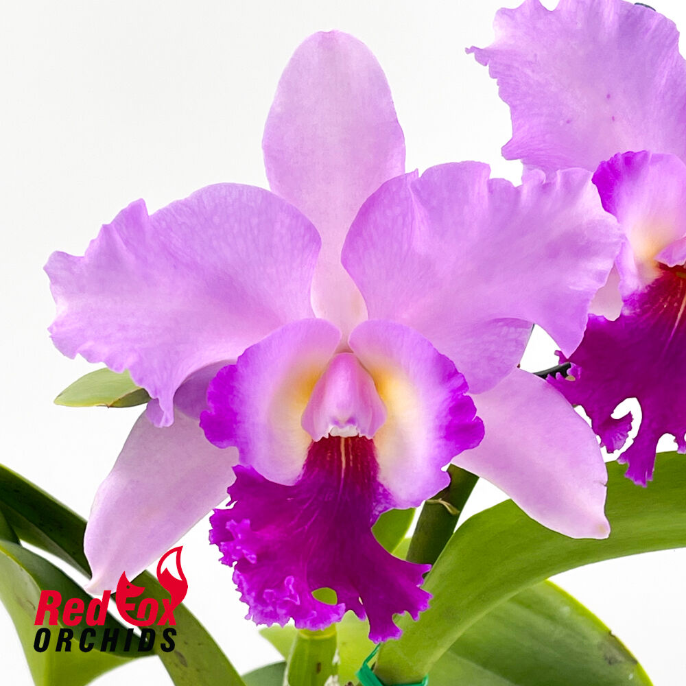 Rhyncholaeliocattleya Topaz Joy x Golden Majestic