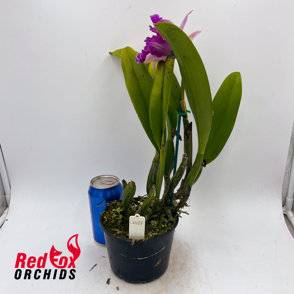 Potinara (Aussie Sunset X Hisako Akatsuka) X Blc. Burdekin News