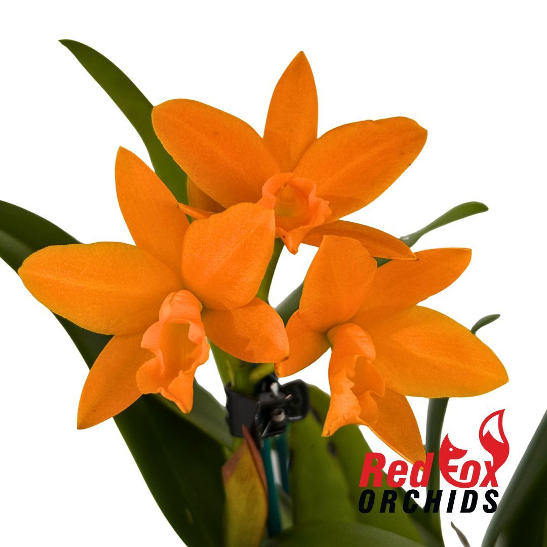 Rhyncattleanthe (Fuch's Orange Nugget x Young-Min Orange) 'Flora'