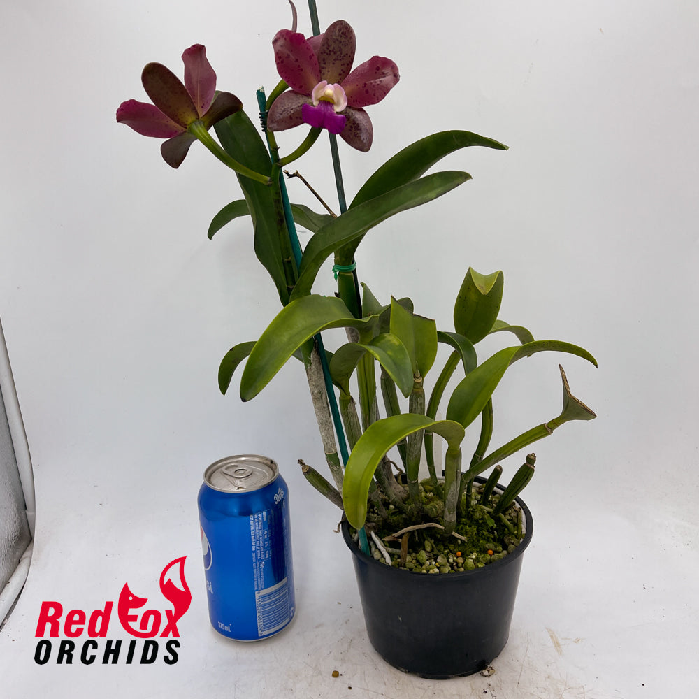 Sophrolaeliocattleya Jungle Hotspot 'Purple Red' x Cattleya Chocolate Drop 'Garcia' (4n)