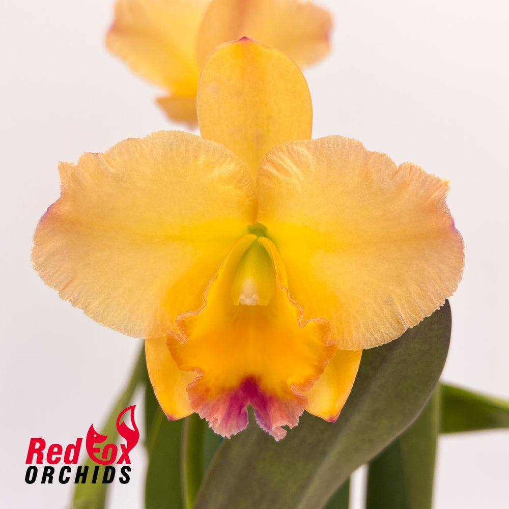 Potinara Topaz Quaint