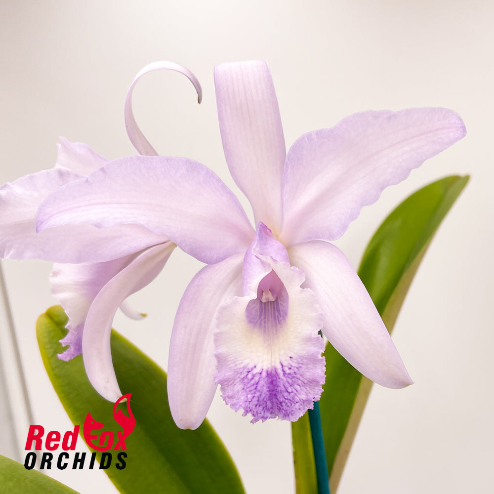 Cattleya Undine