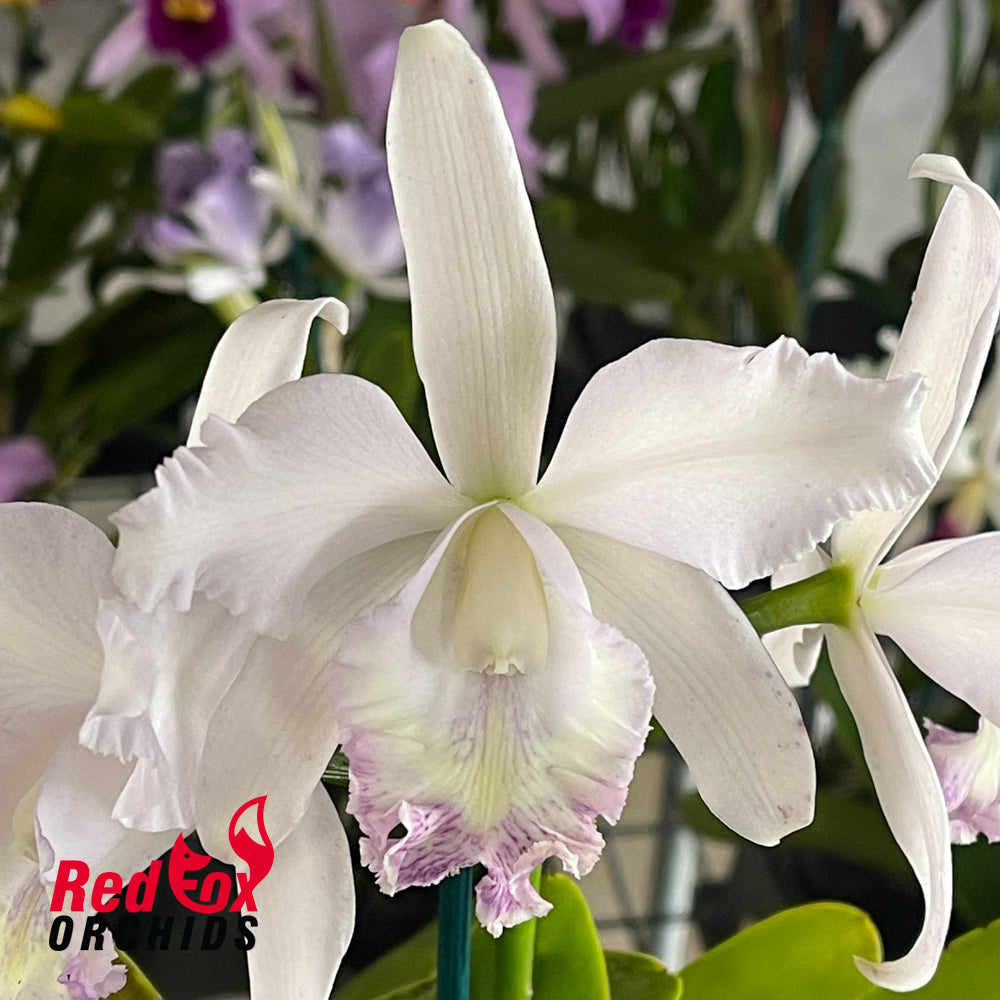 Cattleya Undine