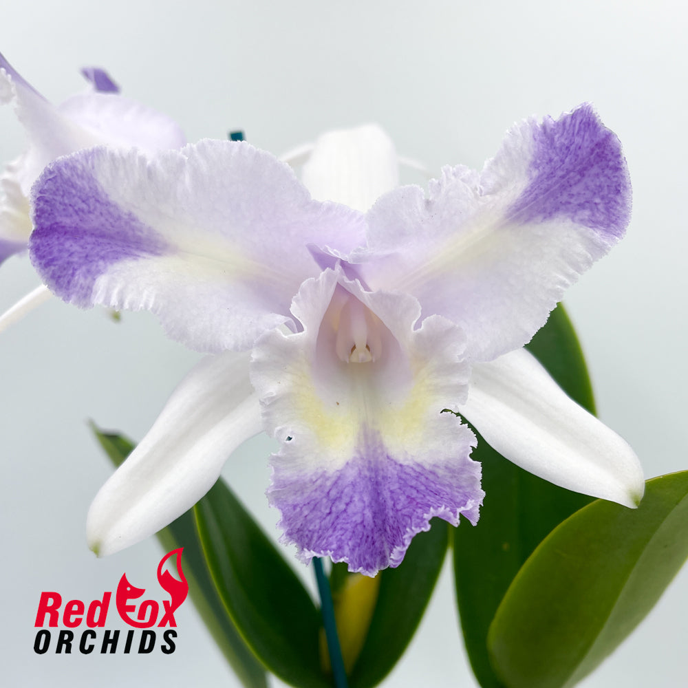 Cattleya Undine