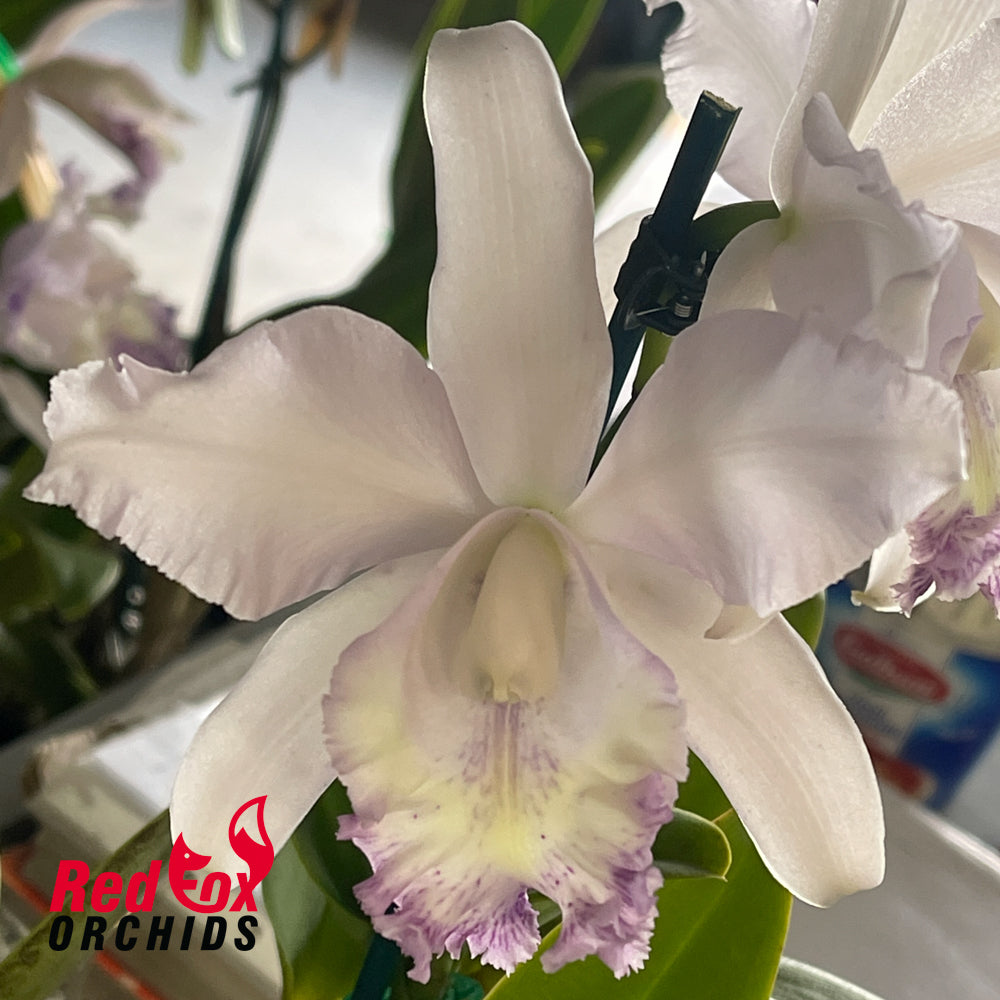 Cattleya Undine