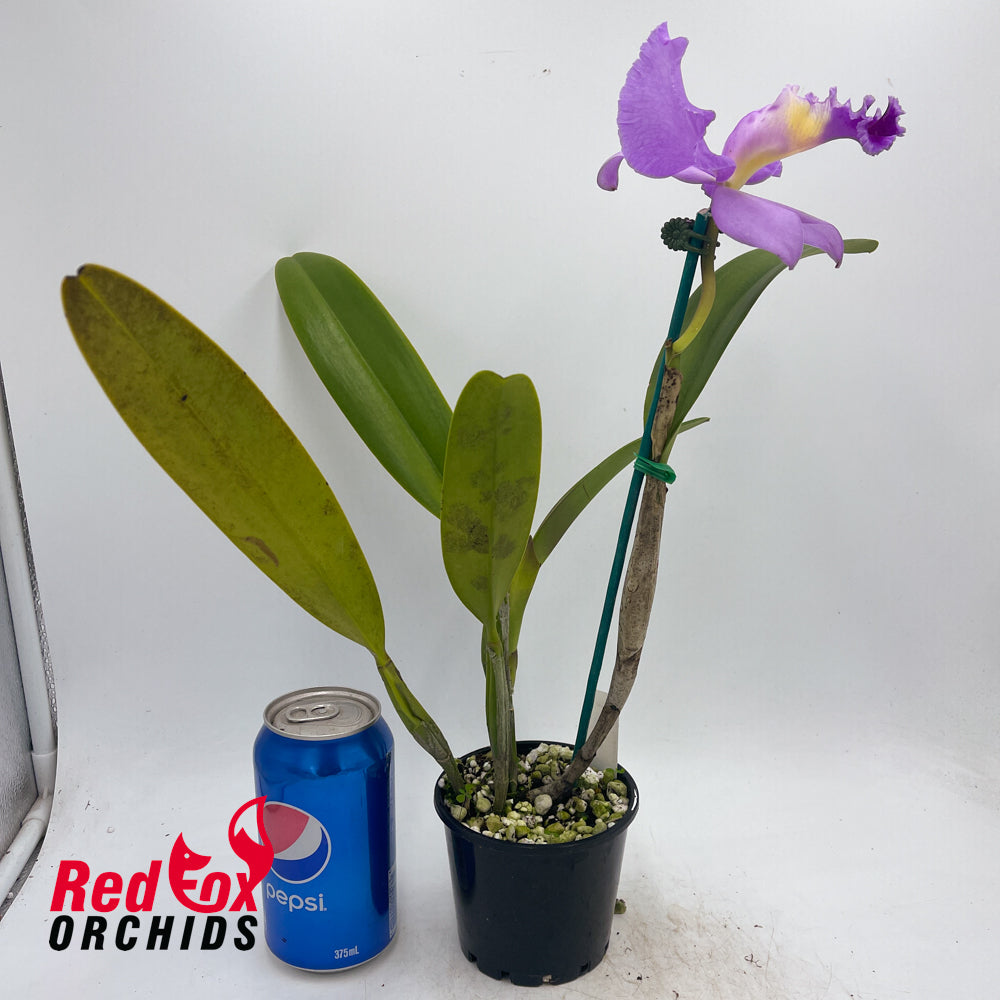 Cattleya Horace x Laeliocattleya Suksan's Fancy