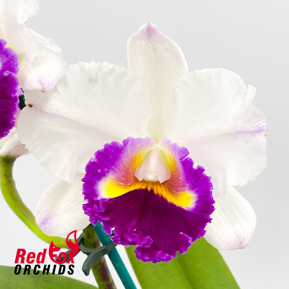 Laeliocattleya (Shirayukihime X Orglade's Glow) X Blc. Burdekin News