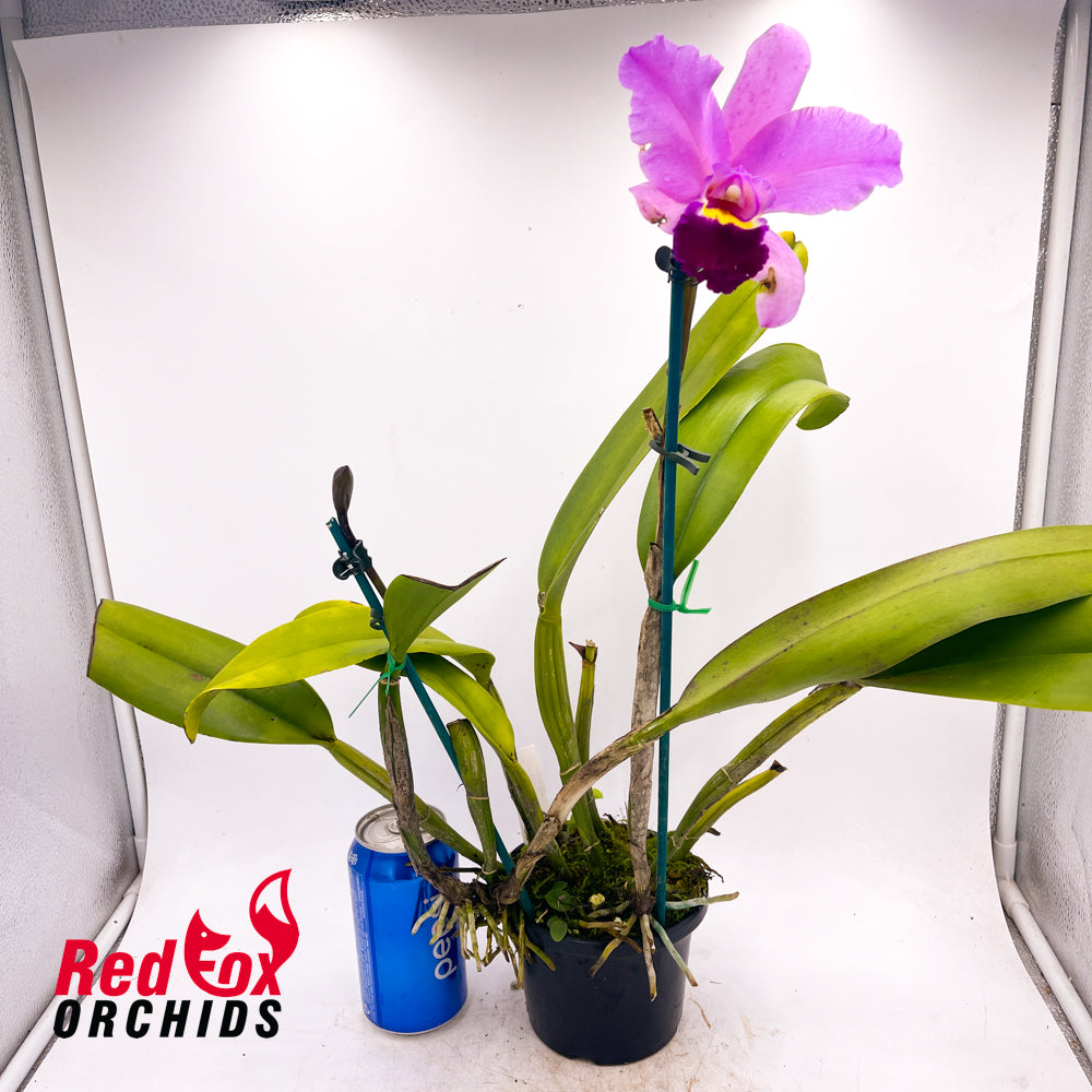 Laeliocattleya Aussie Sunset X Blc. (Caudebec X Dal's Grace)