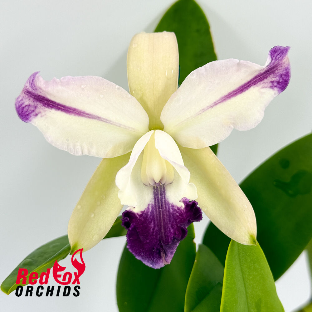 Cattleya Moonlight Dream X C. Betsy's Azure Sea