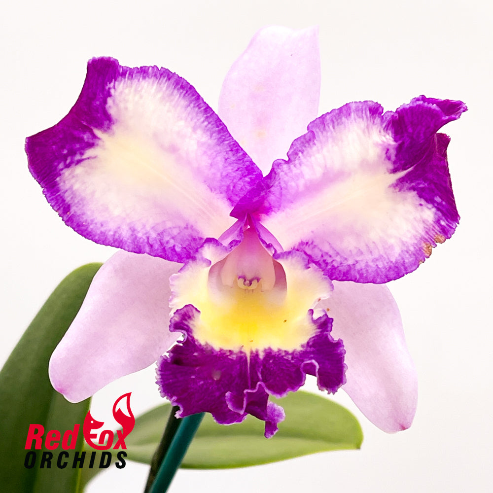 Laeliocattleya (Angel Heart X loddigesii) X Blc. Tsutung Beauty 'C.S.'