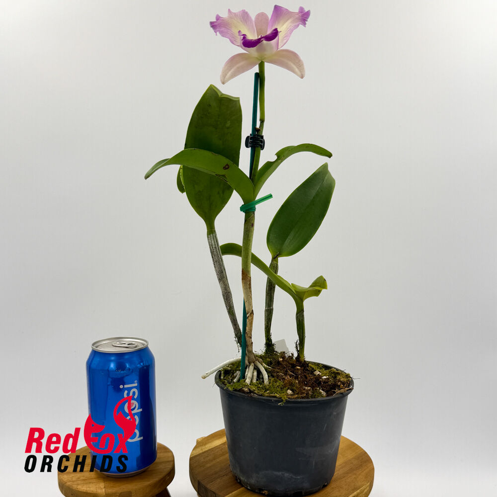 Laeliocattleya Susan Holcombe X C. intermedia vinicolor aquinii