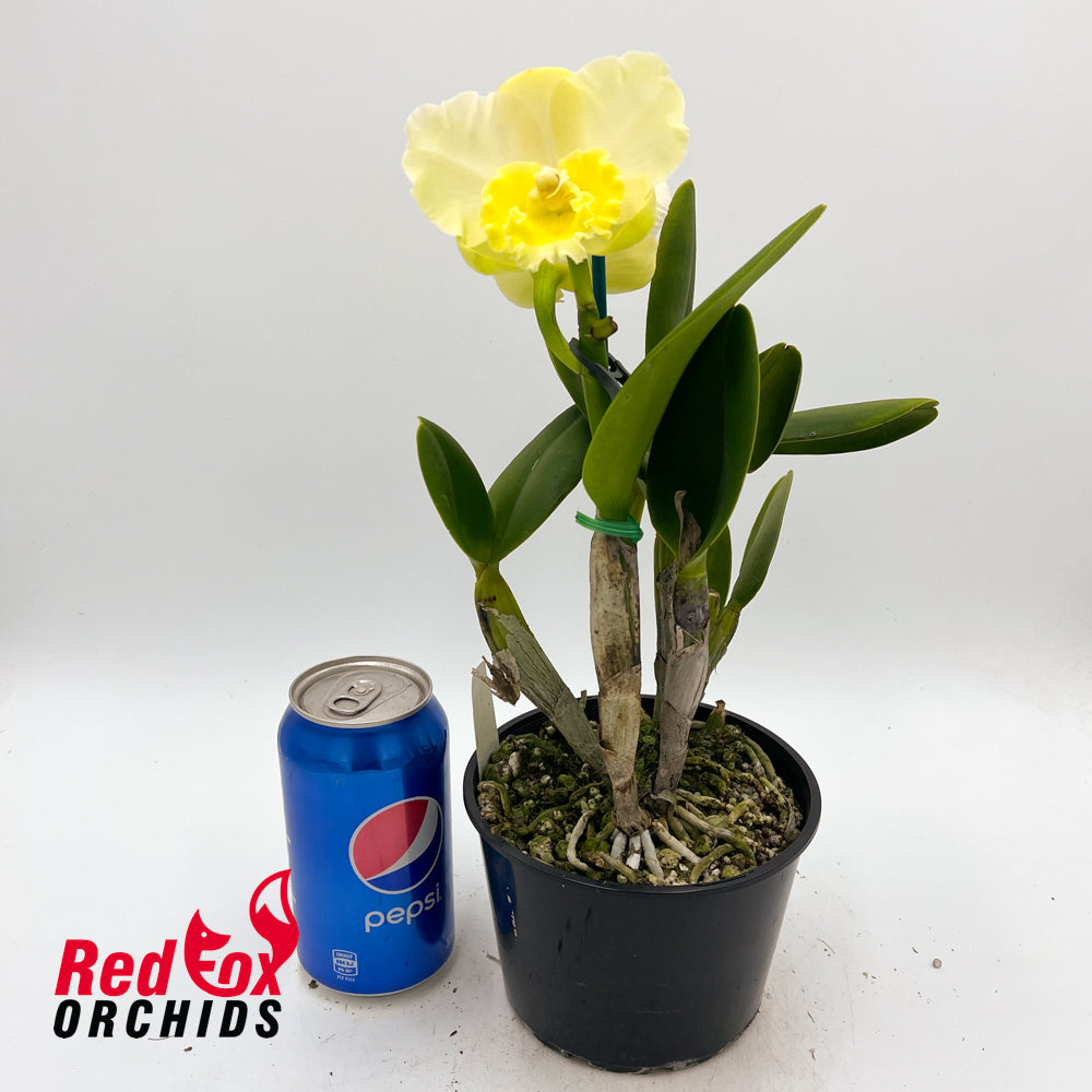 Cattleya loddigesii (4n) '1TF' X Pot. Free Horizon 'Lemon Delicious'