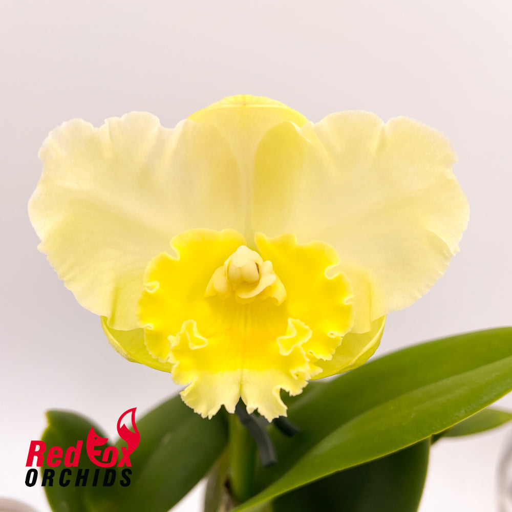 Cattleya loddigesii (4n) '1TF' X Pot. Free Horizon 'Lemon Delicious'