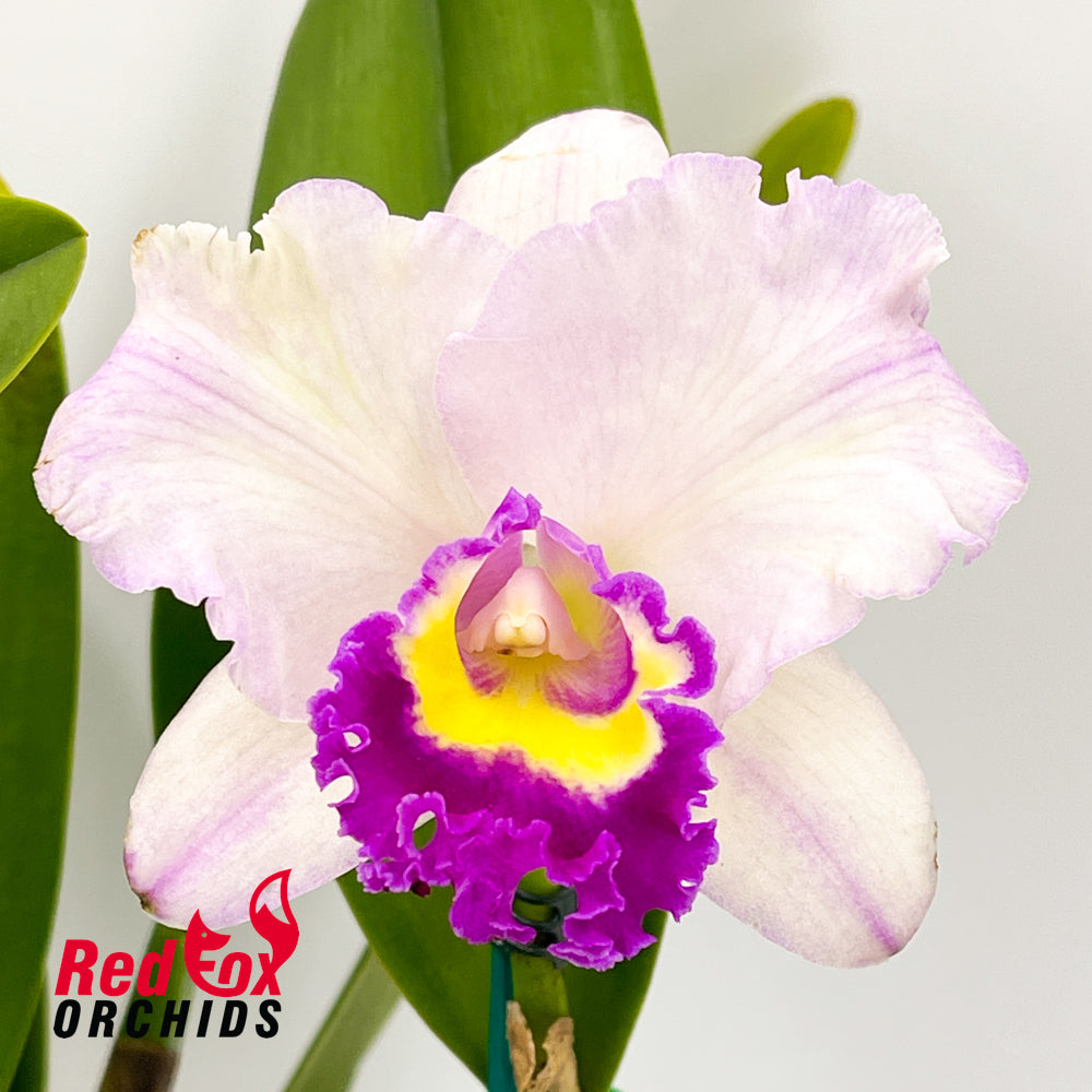 Brassolaeliocattleya (Toshie's Magic X Aussie Sunset) 'Super Round & Colour' X Blc. Aussie Sunray T'nt 'Flowerful'