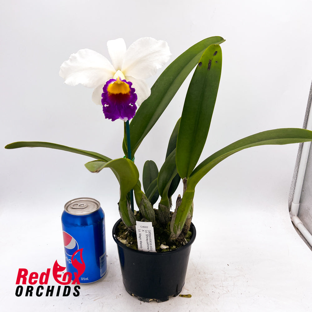 Laeliocattleya Shirayukihime 'M' X Lc. Magic Melody 'Superb'