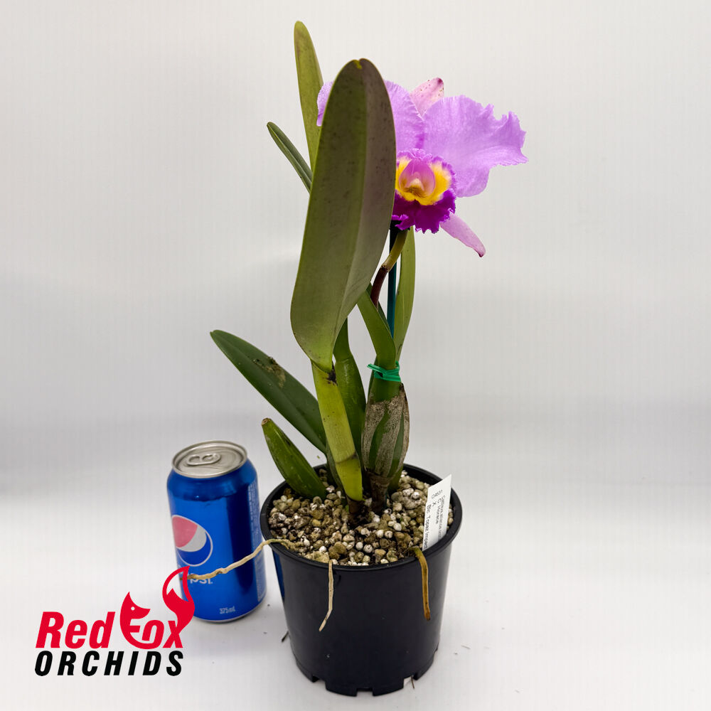 Cattleya Horace X Blc. Topaz Impact