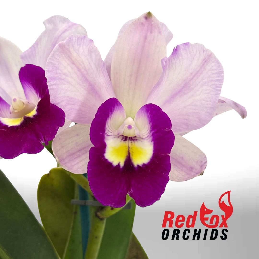 Brassolaeliocattleya Topaz Love X Blc. Burdekin Snowdrift