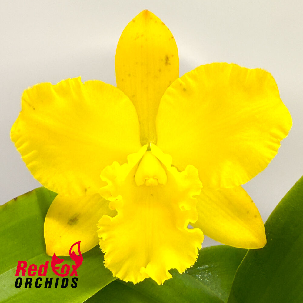 Brassolaeliocattleya Erin Kobayashi X Lc. Susan Holcombe