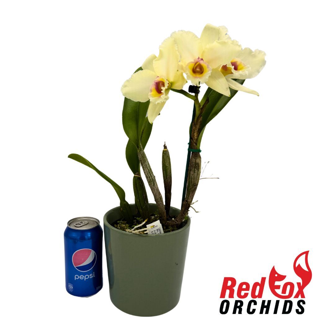 Brassolaeliocattleya (Momilani Rainbow X (Mildred Rives X Burdekin Bells)) 'VG Light Pink' X Blc. Memoria Anna Balmores 'Convex'