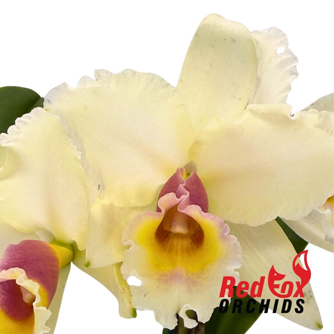 Brassolaeliocattleya (Momilani Rainbow X (Mildred Rives X Burdekin Bells)) 'VG Light Pink' X Blc. Memoria Anna Balmores 'Convex'
