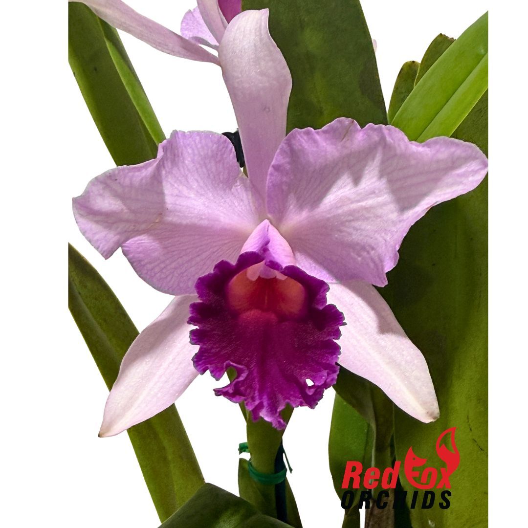 Brassolaeliocattleya Deception Magic x Cattleya purpurata var. carnea